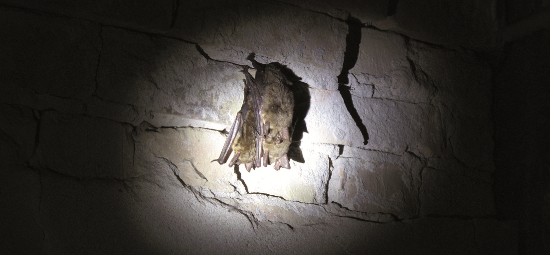 Fledermausführungen