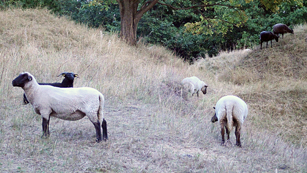Natürliche Pflegemaßnahmen: Schafe im Fort