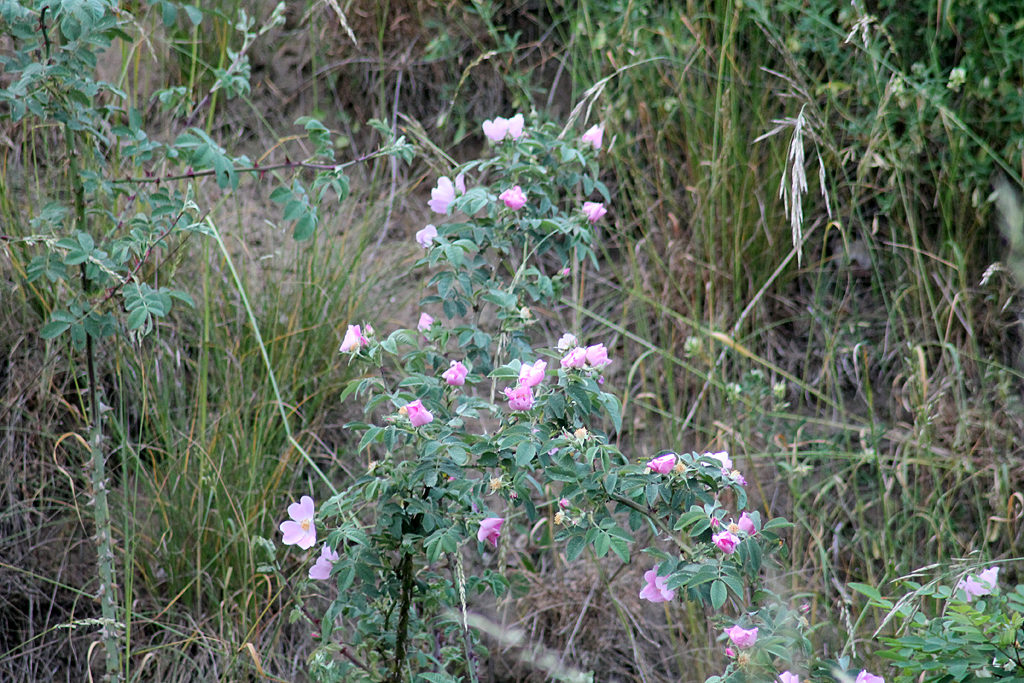 Falsche Wildrose