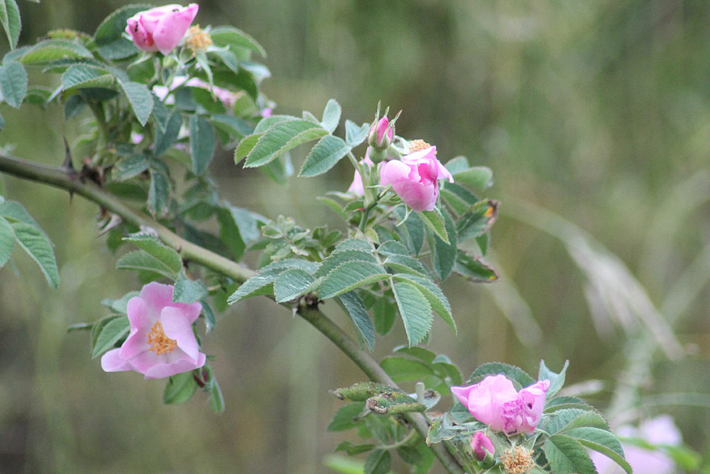 Blüten der Falsche Wildrose